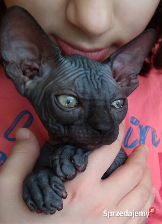 3 Kocurki kastracji 7 15r Płatna Adopcja Warszawa