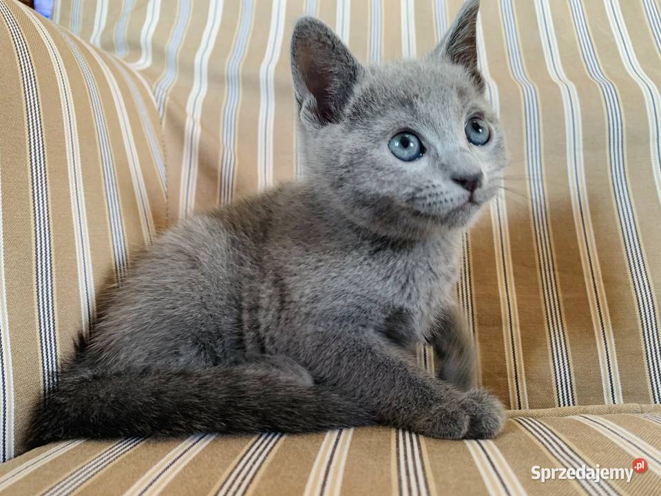 Kocięta Rrosyjskie Niebieskie WCF Rosyjski