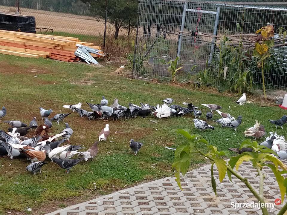 Gołębie pocztowe ozdobne Perukarz samiec lubelskie Cyców