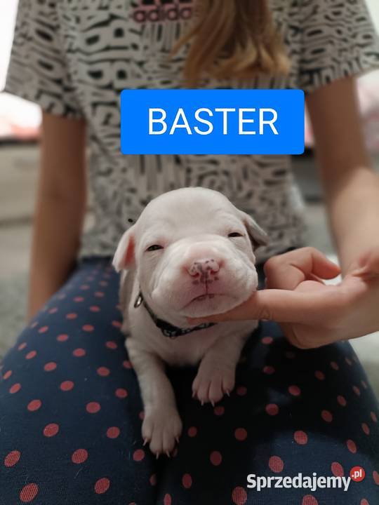 Szczenięta amstaff rodowód Wyszków sprzedam