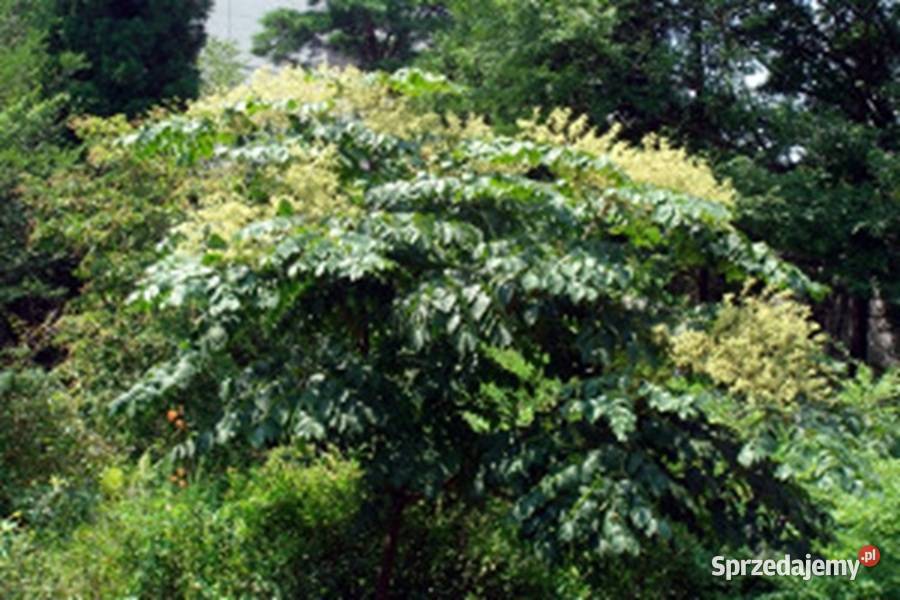 ARALIA CHIŃSKA Aralia chinensis NASIONA 10000 Lubanie sprzedam
