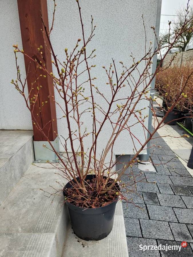 6 letnie ponad metrowe krzewy Borówki Rośliny opolskie Żłobizna