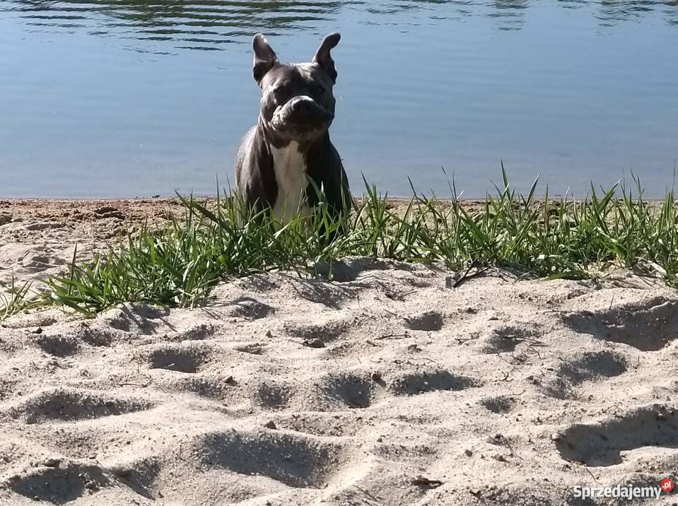 Miot Pieknych Amstaff Blue Silne Szczeniaki Gdańsk