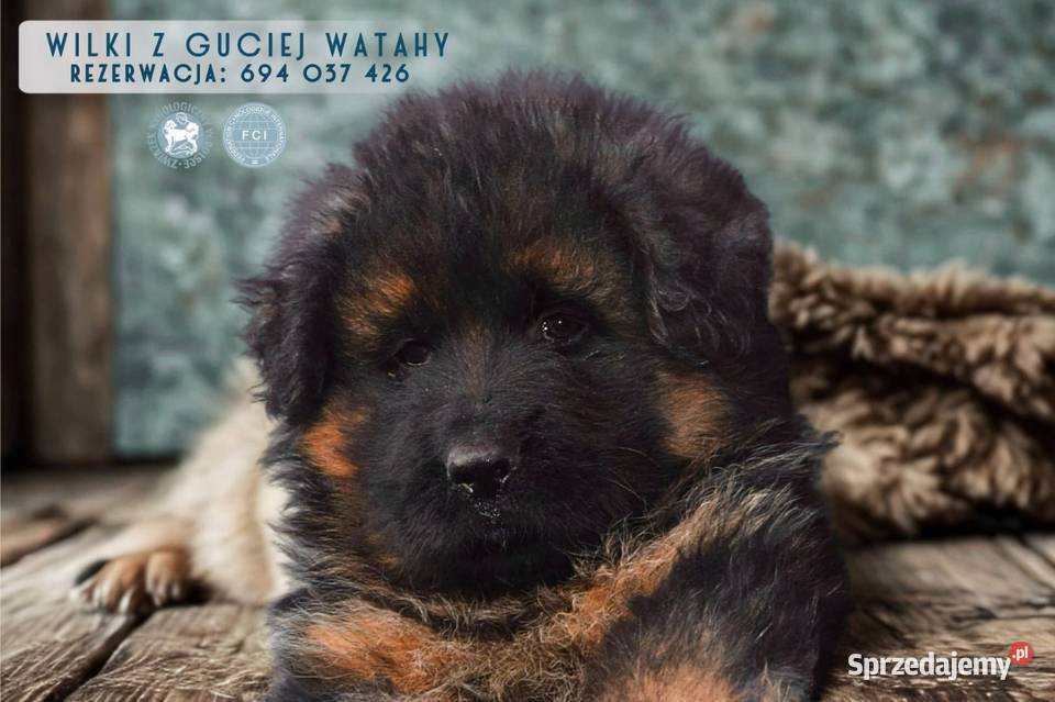 Owczarek niemiecki długowłosy Szczeniaki ZKwP Owczarek Bielany Wrocławskie