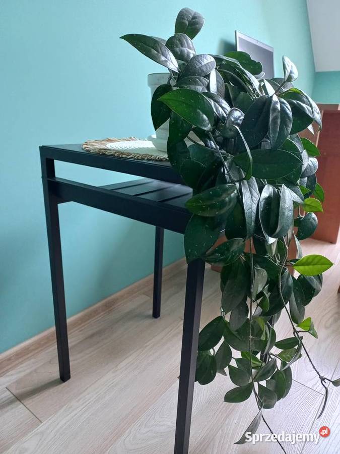 Hoja kwiat doniczkowy roślina pokojowa małopolskie