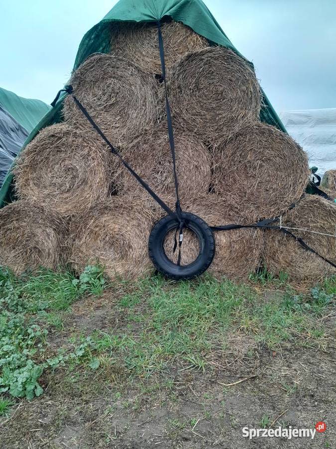 Sloma jeczmienna pszenzytnia