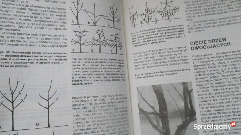 ogród ogrodnictwo uprawy sad kwiaty warzywa dom i ogród Łódź