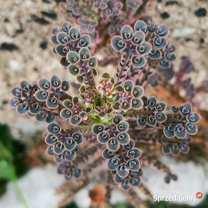 Kalanchoe tubiflora Żyworódka wąskolistna Milanówek sprzedam