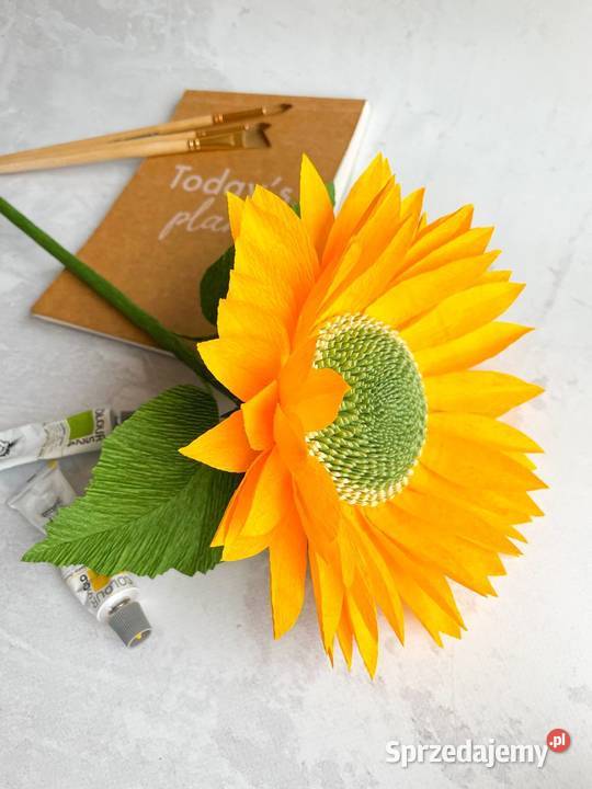 Słonecznik rozmiar L Zielona Góra