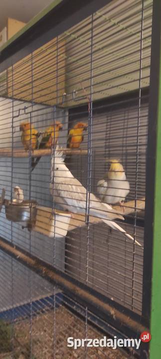 Na sprzedaż NIMFY para samiec i samica