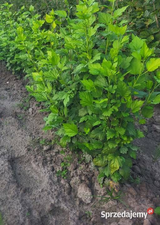 Klon katalpa hibiskus morwa modrzew Puławy sprzedam
