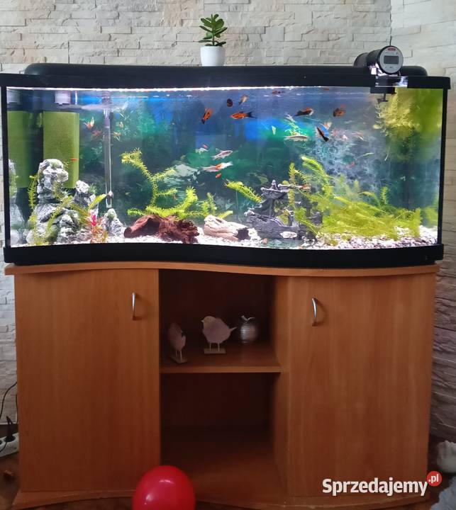 akwarium ze wszystkim