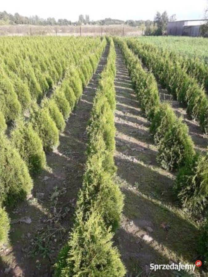 Tuja szmaragd tuje 80 110 piękne sadzonki