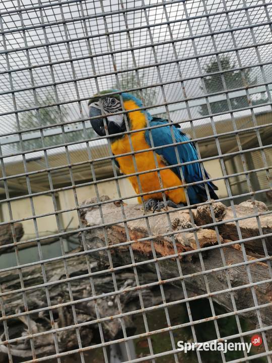 Ara Arauna Samiec 2023r Ary Rauna Buk