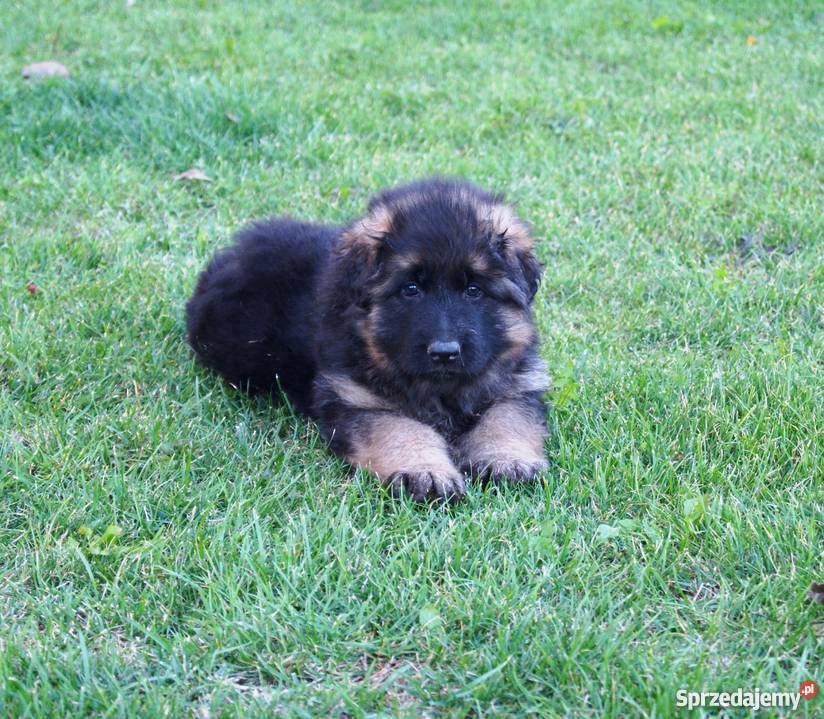 Owczarek niemiecki długowłosy szczeniaki okazja Tarnobrzeg sprzedam