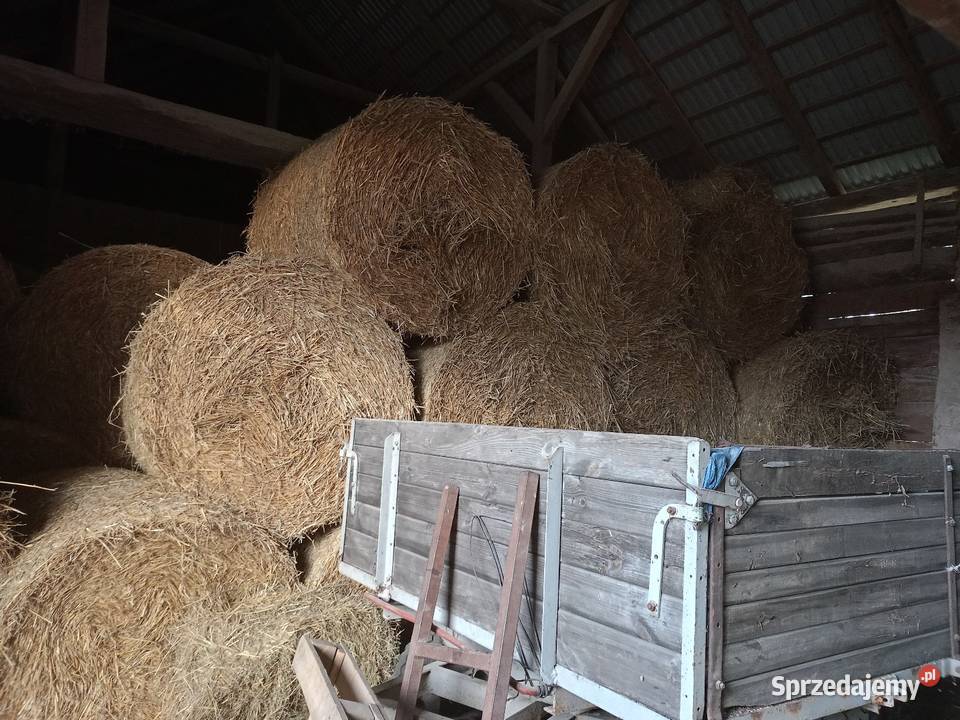 Słoma pszenżytnia 120x130 Prosna