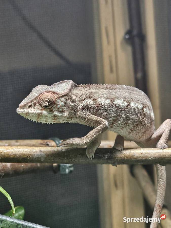 Samiczka kameleona lamparciego Ambilobe Kraków