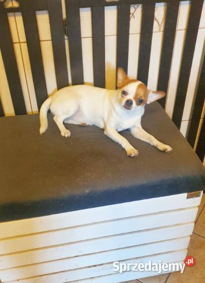 Chihuahua suczka biała 8 miesięczna śląskie Częstochowa