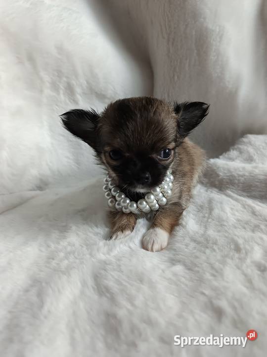 Chihuahua dziewczynka długowłosa Xd suczka Chihuahua Inowrocław