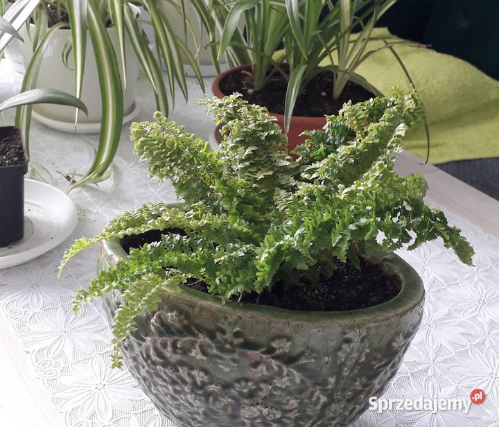 Kwiat doniczkowy paproć różne Skoczów