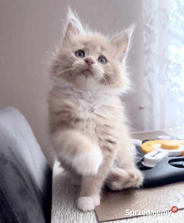 Maine Coon kotki Wińsko