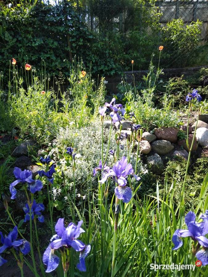 Działka ROD Gdynia Mały Kack Ogród działkowy pomorskie