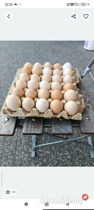 Jaja wiejskie mazowieckie Wielgie
