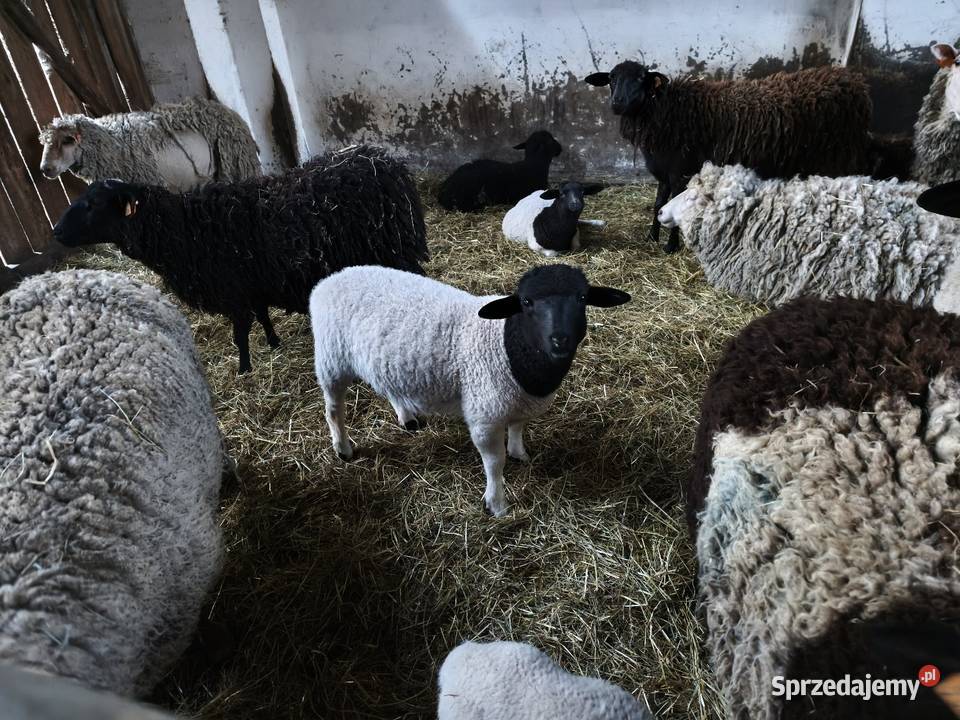 Sprzedam barana dopner Olszyna