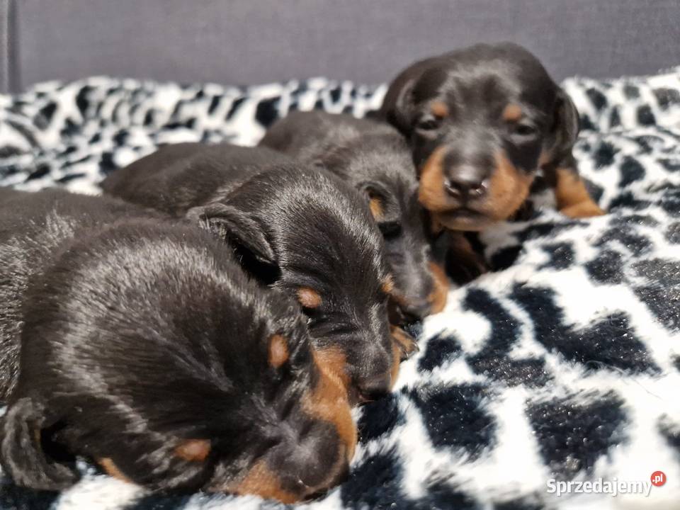 Pinczer Miniaturowy ZKwP FCI szczenięta Wrocław