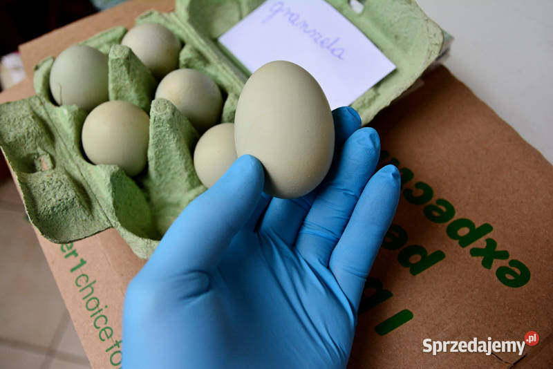 Jaja lęgowe Leghorn Grin schell mix 3 podkarpackie Przysietnica