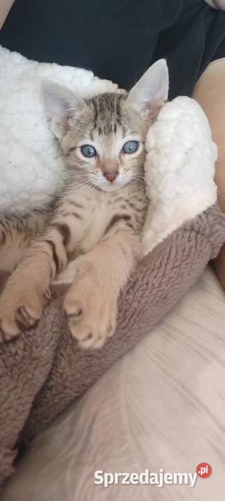 Savannah F5 kocięta kujawsko-pomorskie Wąbrzeźno