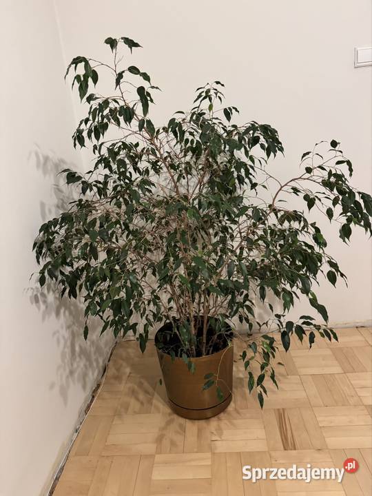Beniamin Fikus wysokość 130 z donicą ozdobną Częstochowa