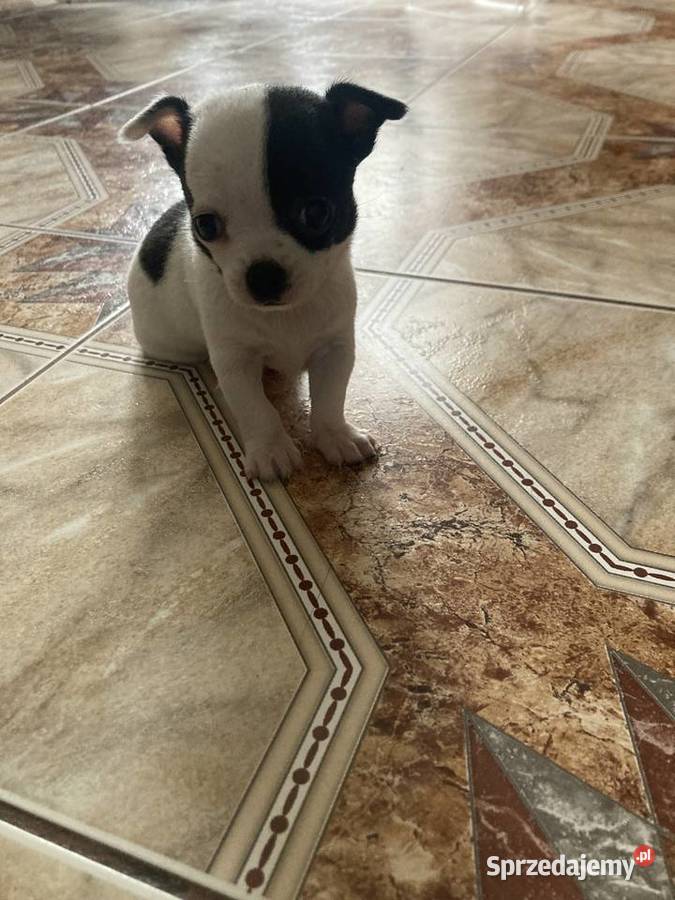 Chihuahua Wręczyca Wielka