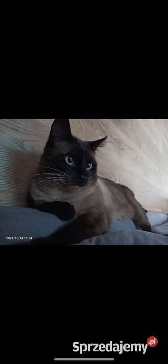 Reproduktor Syjamski Starego Gorzów Wielkopolski