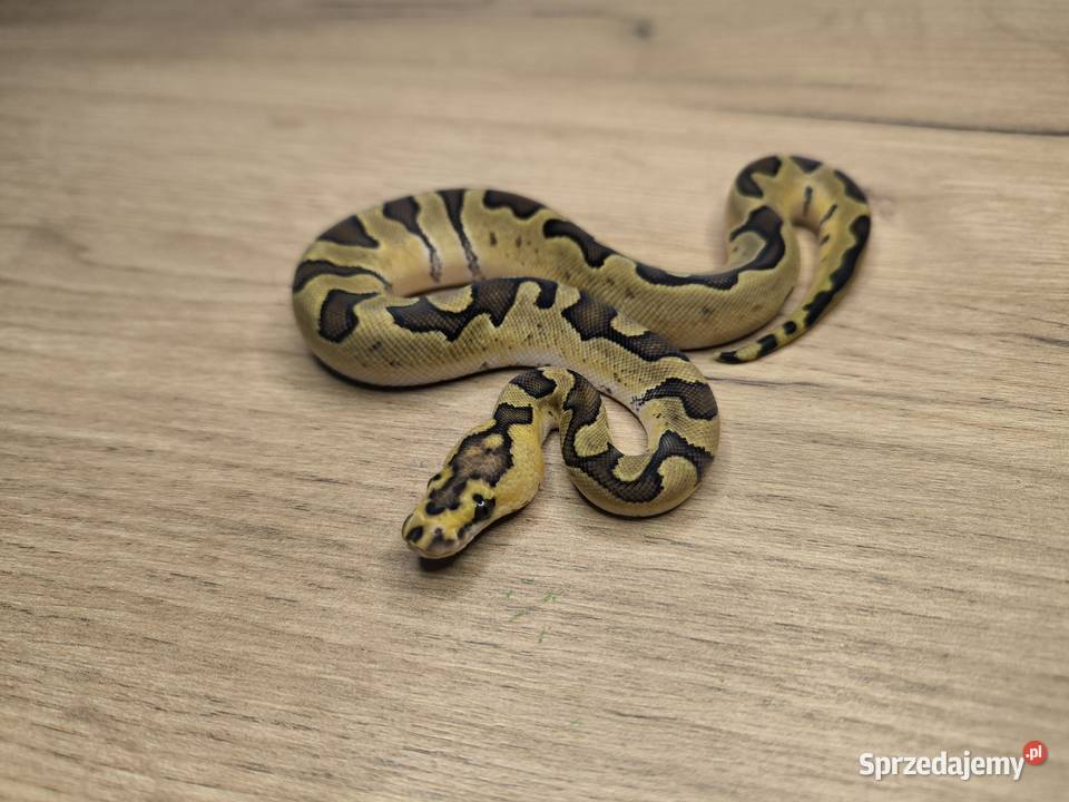 Pyton królewski Enchi Fire poss Blade Clown Makowiec
