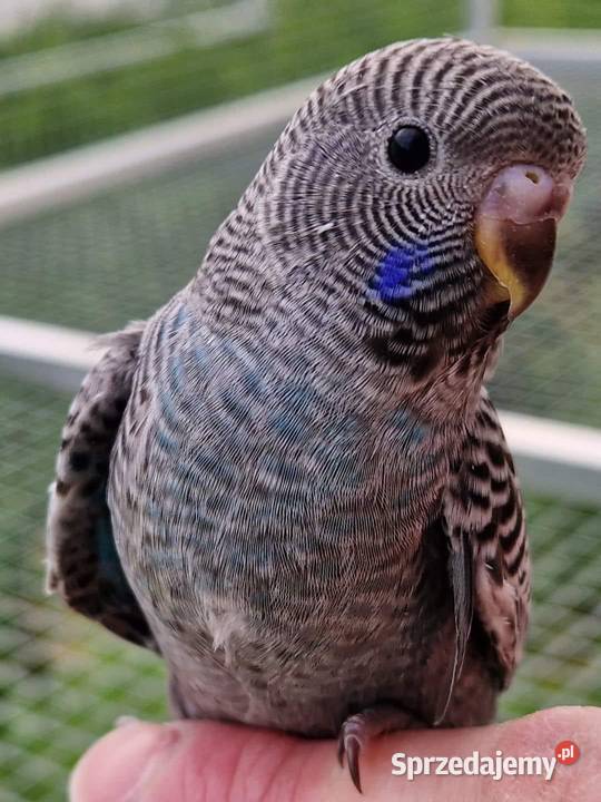 papużka falista blackface młoda do oswojenia i Leszno