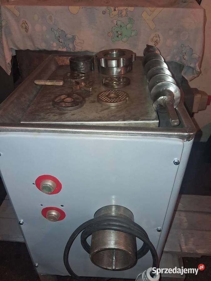 Wilk 82 miesa spomasz