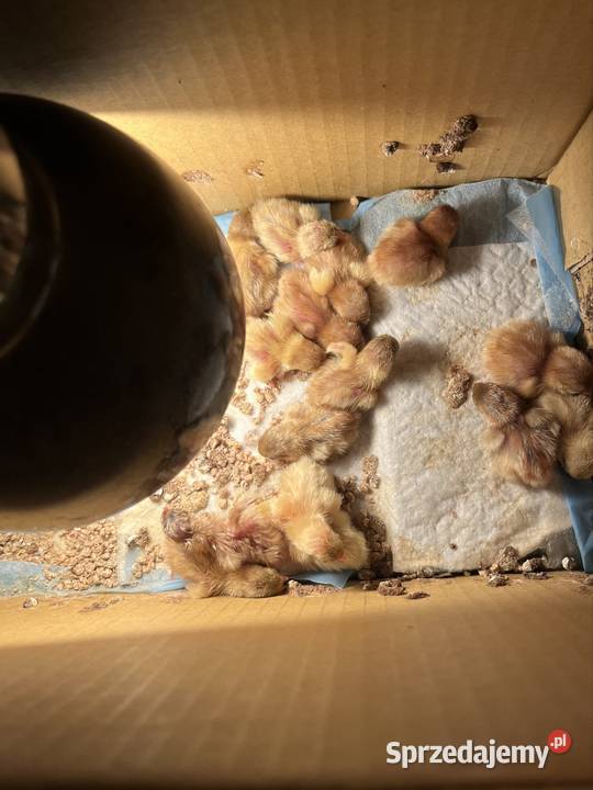 Jaja lęgowe i konsumpcyjne przepiórek Dębowo