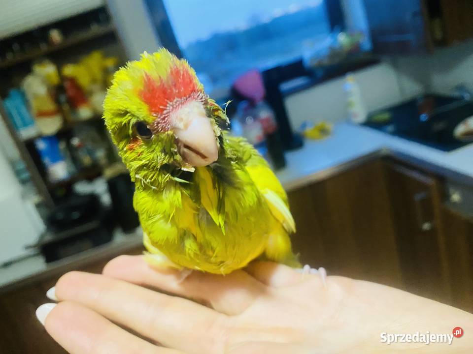 Modrolotki ręcznie karmione oswojone pupile Warszawa