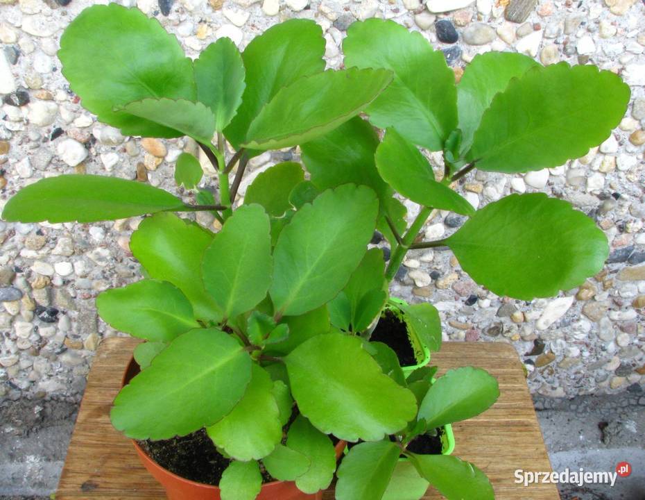Żyworódka Pierzasta Kalanchoe Pinnata lecznicza Milanówek