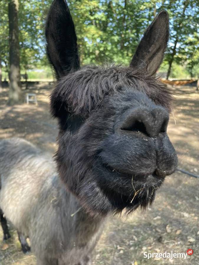 Alpaki Suri Huacaya samica i 2 samce mazowieckie Warszawa