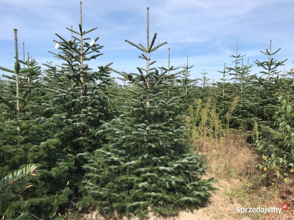 Jodła kaukaska plantacja Polski Producent Hurt i Osieczna