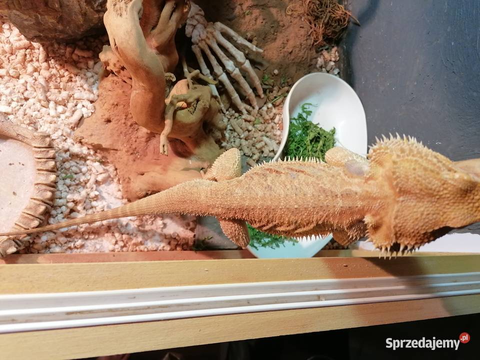 sprzedam 2 agamy brodate z terarium Kwidzyn sprzedam