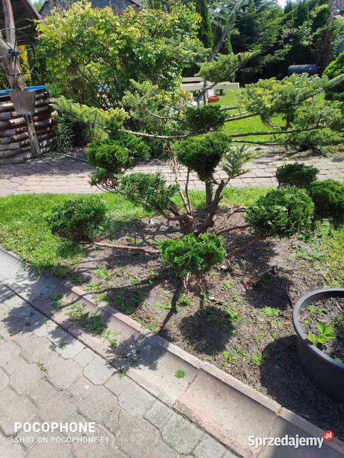 Przycinanie bonsai ciecie strych krzewów pod sprzedam