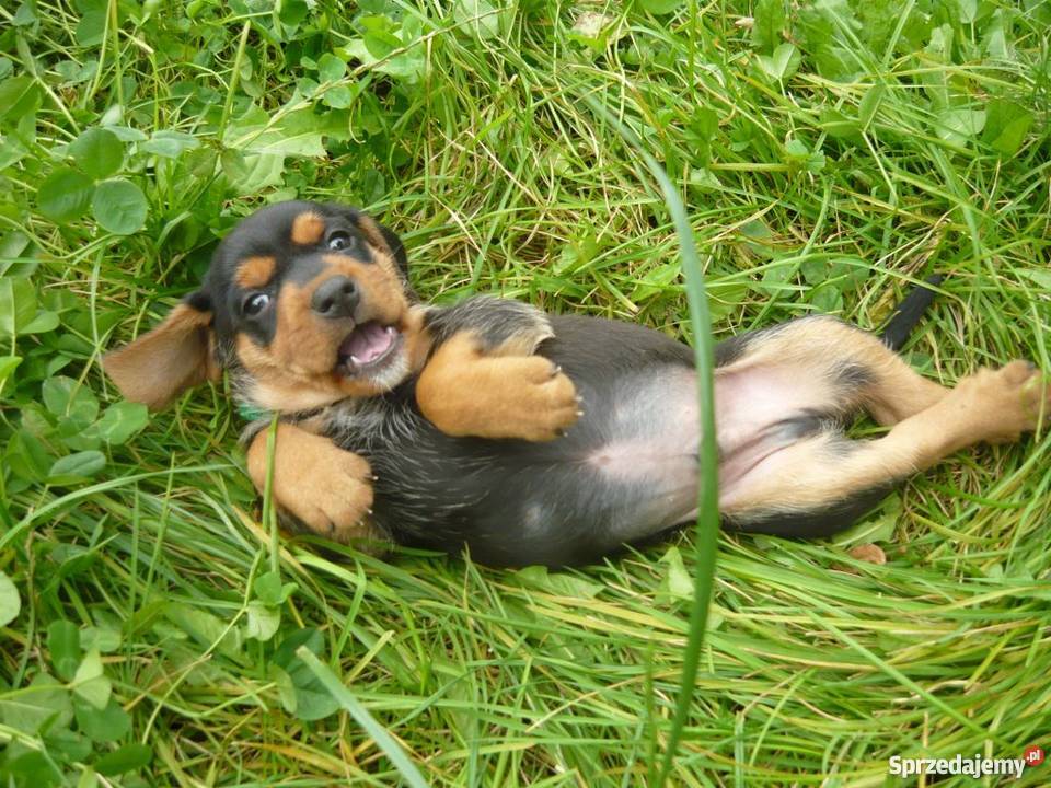 Gończe polski i czekoladowe Czarnolas