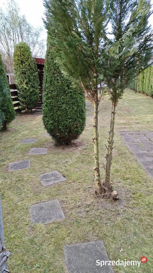 Działka rekreacyjna Świdnica