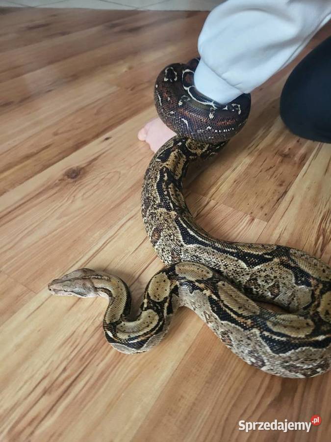 Boa Cesarski samica Lubliniec sprzedam
