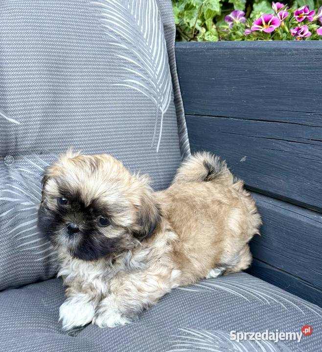 Shih Tzu szczeniaki gotowe do odbioru wielkopolskie sprzedam