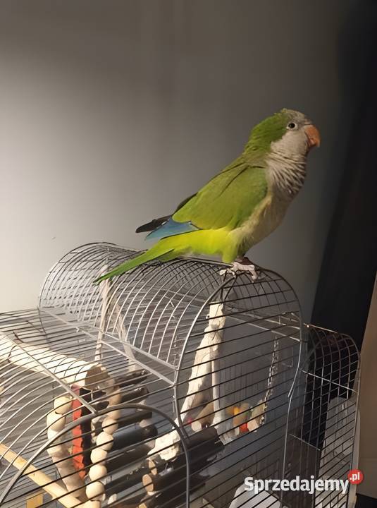 Papuga mnicha nizinna ręcznie karmiona Bytom