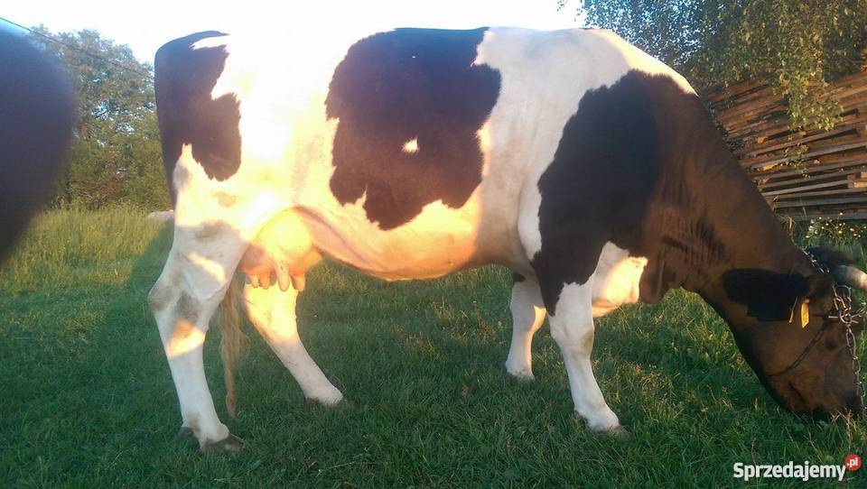 Krowa czarno biała okazja 3300 podkarpackie